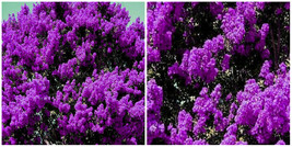 2 Live Plants Dark Purple Crepe Myrtle Bushe Trees Rooted Flowering Crape - NOL1 - £54.82 GBP