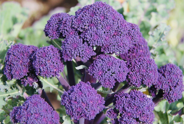 Purple Broccoli Seeds Fresh Harvest New Fresh  - $3.98