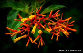 EXOTIC HAMELIA PATENS firebush attract hummingbird and butterflies seed 15 seeds - £7.08 GBP