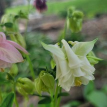 Best USA Seller Columbine Triple Trouble Perennial 15 Seeds - £10.38 GBP