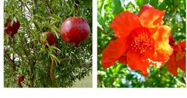 Pomegranate - &#39;Wonderful&#39; - Punica granatum - Actively Growing Live Plant - £26.37 GBP