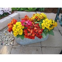15 Yellow Calceolaria Flower Seeds Slipper Flower Pockecket Book Plant F... - $449.32 MXN