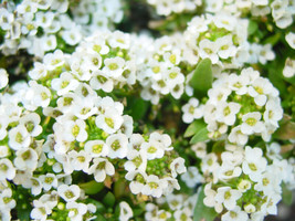 PWO Alyssum Lobularia Maritima Tall White seed - £2.31 GBP