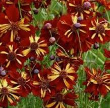 50 Pc Seeds Coreopsis Roulette Bi-Color Flower Plant, Coreopsis Seeds | RK - £13.49 GBP