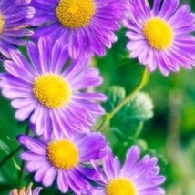 New England Aster Flower Seed Garden Organic New Fresh Seeds - $12.28