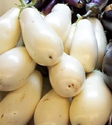 50 Seeds Casper White Eggplant Solanum Melongena Fruit Vegetable - £9.73 GBP