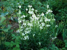 50 Seeds White Showy Obedient Plant False Dragon Head Fresh - £14.32 GBP