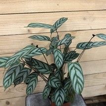 Calathea Exotica Starter Plant 2 Plants Fresh Garden - $39.00
