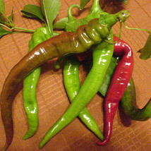 HSeeds 25 Seeds Italian Long Hots Pepper Garden Vegetables Planting Edible Food - $5.21