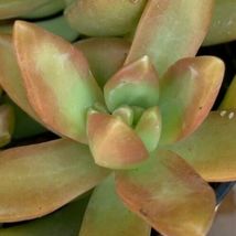 (1) 2&quot; Rooted Live Plant Succulent Sedum Adolphii Golden Glow Not Cutting - £15.31 GBP