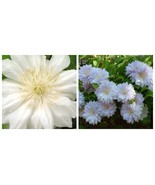 Bella de Woking Clematis Huge Flowers Vine Starter Plant - $109.40 CAD