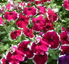 150 Pelleted Petunia Seeds Petunia Seeds Candypops Red Picotee - Outdoor Living - £44.74 GBP