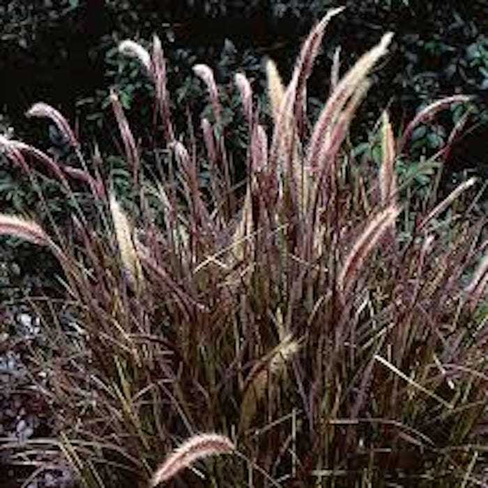 1 Red Fountain Grass Plant Bare Root Landscape Fall Color Ornamental Gra... - $19.98