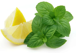 500 Lemon Mint Seeds Lemon Bee Balm Heirloom Organic Fresh From US - £7.37 GBP