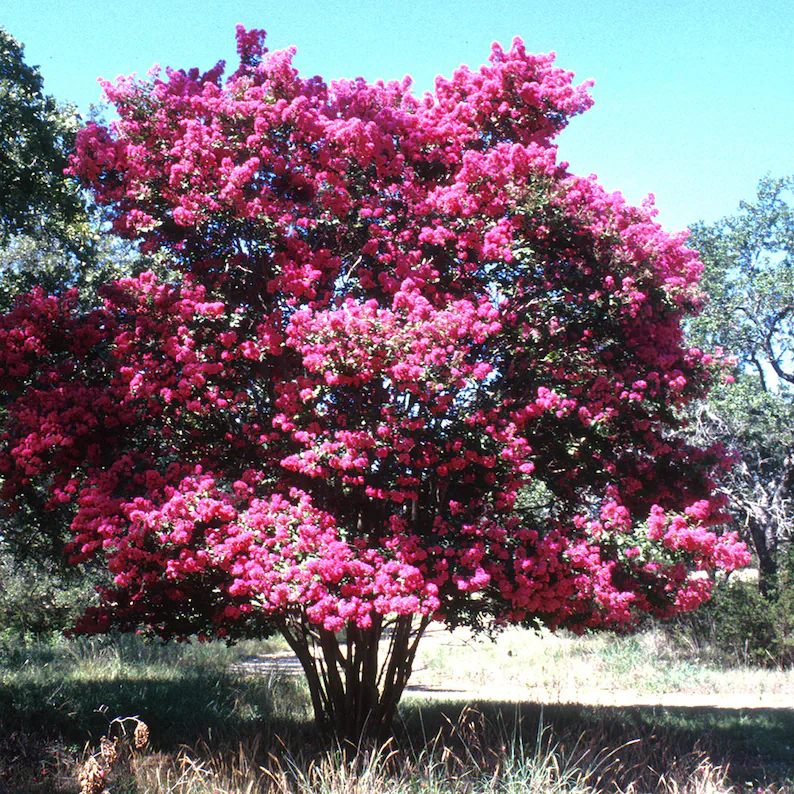 100 Crape Myrtle (Lagerstroemia indica) – Pink Flower Seeds Hardy Orname... - $100.63 MXN