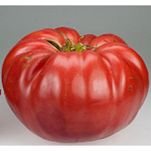 Tomato Belgium Giant 5 Lb Heirloom 35 Seeds Garden Beautiful USA Seller - $5.50