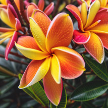SMX 5 Bright Orange Pin Plumeria Seeds Flower Hawaiian Indoor Gardening - $233.88 MXN