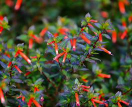 Red CIGAR PLANT Mexican Hummingbird Flower 10  Seeds - £7.91 GBP