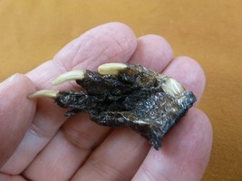 g630-306) XX SMALL Gator FOOT PAW ALLIGATOR TAXIDERMY feet claw weird ga... - $8.99