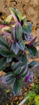 2 Pc Rooted Live Plant Nanouk Tradescantia Pink Variegated Wandering Jew  | RK - £19.81 GBP