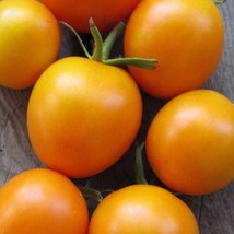 Organic Jaune Flamme Tomato Fast Shipping - £8.07 GBP