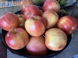 SGH 5 Gala Apple Seeds Fruit Tree Organic Usa Nongmo Homegrown Heirloom ... - $5.99