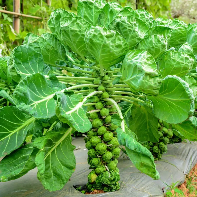 500 Long Island Brussels Sprouts Seeds for Planting - $5.48