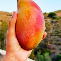 Item image 1 image 1