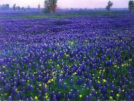 40 seeds Blue Lupinus Flower Texas Bluebonnet Water Heat Tolerant Lupine Fast Pl - $8.35