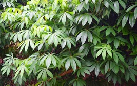 5 RARE Seeds - Tropical Tapioca Plant Seed - Cassava - See Listing - £3.95 GBP