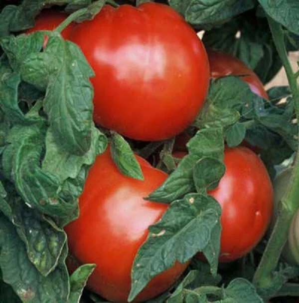 50 Seeds Bush 506 Container Tomato Juicy Tomatoe Vegetable Garden Edible - $9.63
