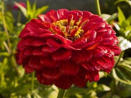 Nuovo! 35 + Gigante Rosso Zinnia Fiore Semi / Lunga Durata Taglio / Cervo - £10.73 GBP