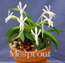 Plants Neofinetia Falcata Bonsai Rich Aroma Bonsai Flower Plant Neofinetia Falca - $10.90