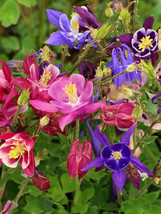 Aquilegia Mckanas Giant Mix Seeds 300 Columbine Mixed Colors Usa S&amp;H - £8.17 GBP