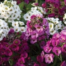 50 + Cristallino Mix Dolce Profumati Alyssum Semi Di Fiori / Perenne  SS - £10.88 GBP