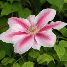 25 pcs Bee&#39;s Jubilee Pink Clematis Seed Climbing Perennial Plumeria Seed - £10.47 GBP
