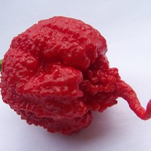 Carolina Reaper Hp22B Pepper Record Hottest In The World Usa Seller Garden - £9.21 GBP