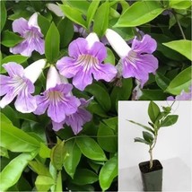 Clytostoma Callistegioides 4 inches Purple Violet Trumpet Live plant - $23.99