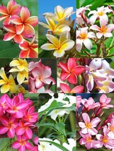 Plumeria Mixed color scented Frangipani fragrance Hawaii Flower 4 seeds - £5.62 GBP