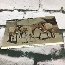 Vintage Postcard Przewalskis Wild Horse San Diego Zoo - $5.93