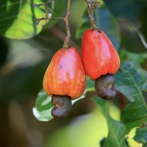 FROM US Tropical Fruit Tree 12”-18” Anacardium occidentale (Cashew Nut) TP15 - £59.93 GBP