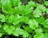 Cilantro Coriander Seeds 100 Mexican Herb Cooking Culinary Health Fast S... - $8.99