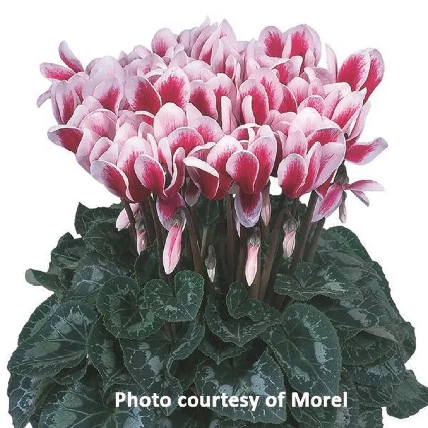 Cyclamen Seeds 15 Seeds Cyclamen Halios Select Fantasia Magenta - £16.00 GBP