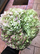 6 green pink hydrangeas,Preserved Dyed Hydrangea,wedding arrangements,dr... - £67.11 GBP