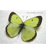 Clouded Sulphur Colias Philodice Butterfly Framed Entomology Shadowbox - $52.99