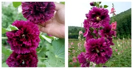300 Seeds of Alcea &#39;Queeny Purple&#39; Seeds fresh seeds - £18.76 GBP