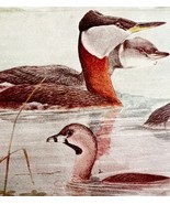 Grebe Varieties Waterfowl 1936 Bird Lithograph Color Plate Print DWU12B - €21,52 EUR