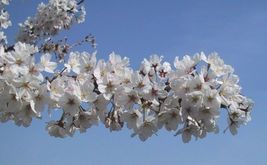 2 Yoshino Flowering Cherry trees 2.5" pot image 2