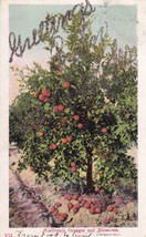 Oranges and Blossoms California CA 1907 Greetings in Glitter Postcard E01 - £4.69 GBP