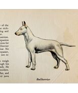 Bull Terrier White 1939 Dog Breed Art Ole Larsen Color Plate Print PCBG17 - $248.43 MXN